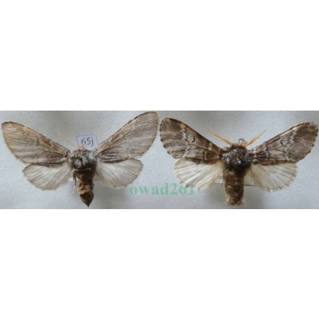 Drymonia ruficornis (Hufnagel, 1766) pair Dąbrówka chaonia Czech65j